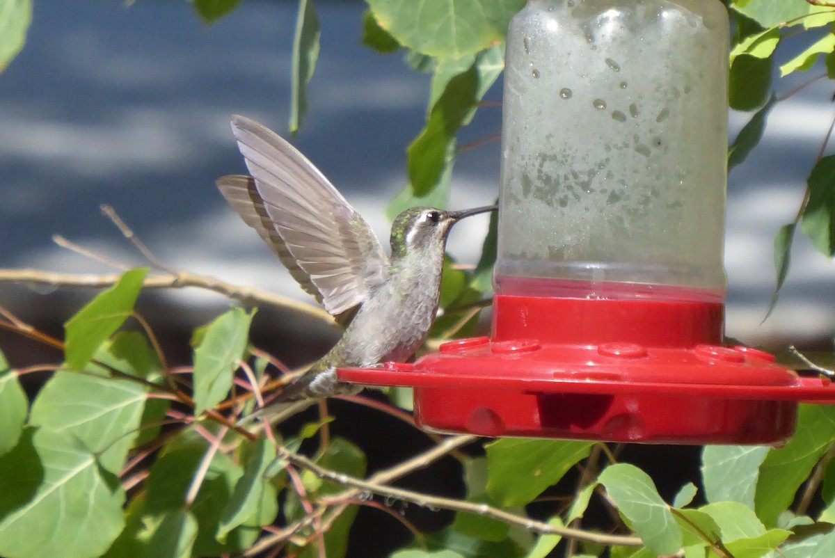 Blue-throated Mountain-gem - ML640392923