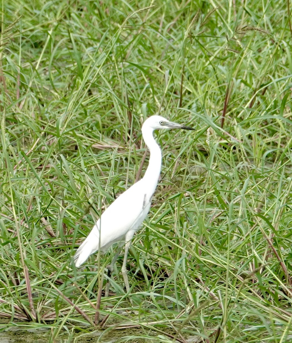 Little Blue Heron - ML640392934