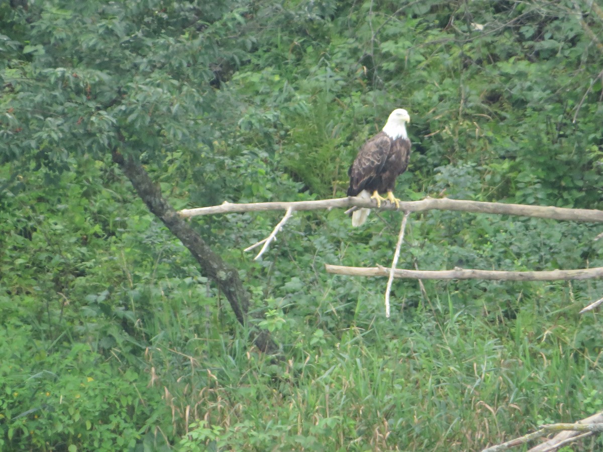 Weißkopf-Seeadler - ML640392978