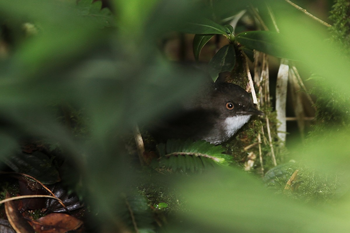 Mountain Mouse-Warbler - ML640392988