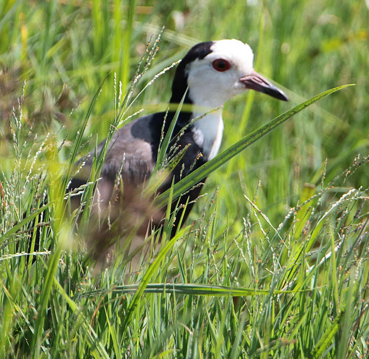 Long-toed Lapwing - ML640393048
