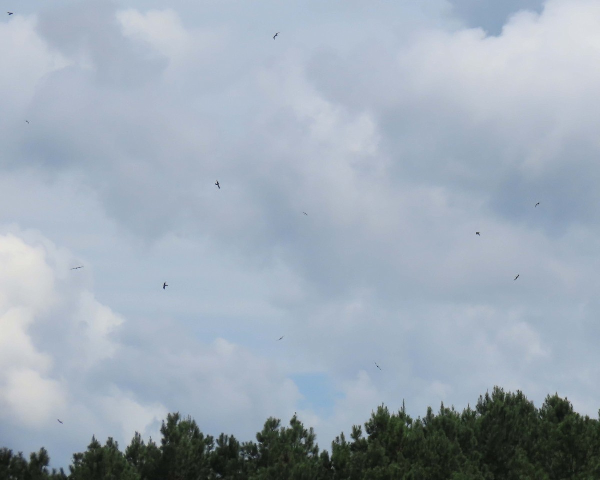 Mississippi Kite - ML640393120