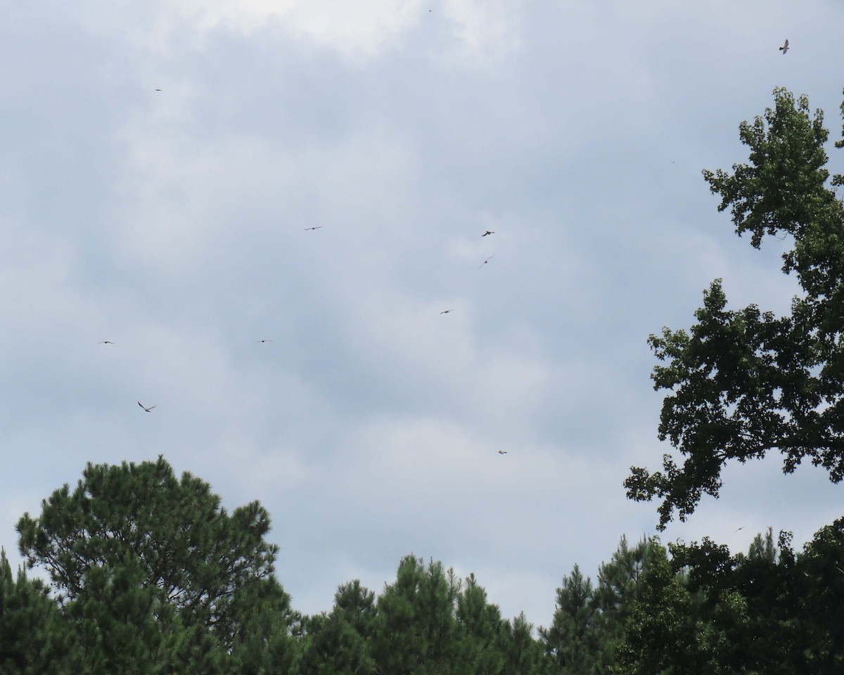 Mississippi Kite - ML640393121
