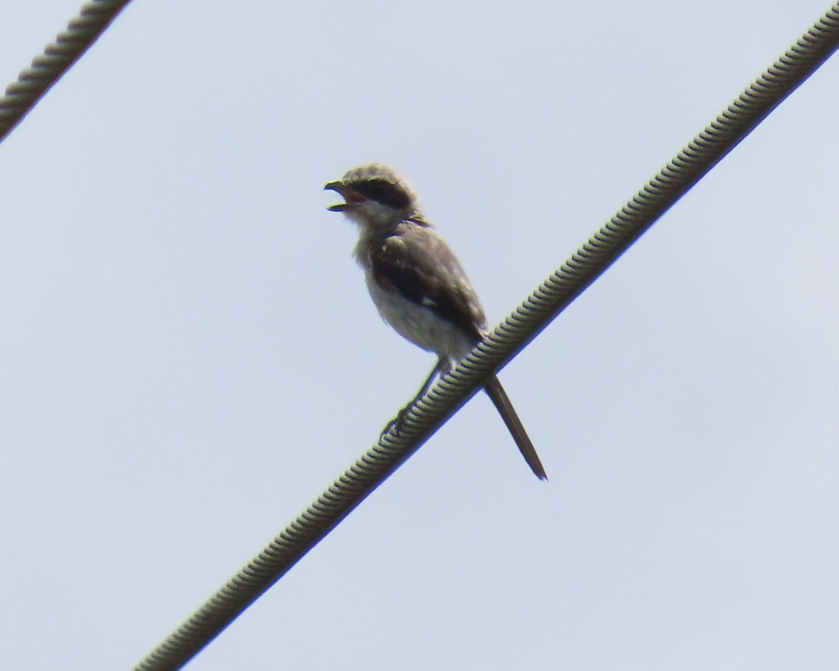 Loggerhead Shrike - ML640393137