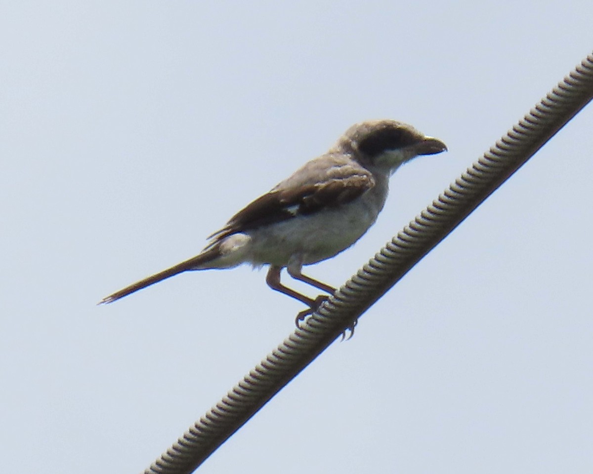 Loggerhead Shrike - ML640393138