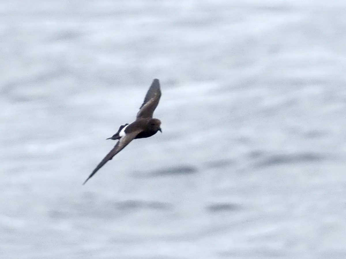 Wilson's Storm-Petrel - ML640393161