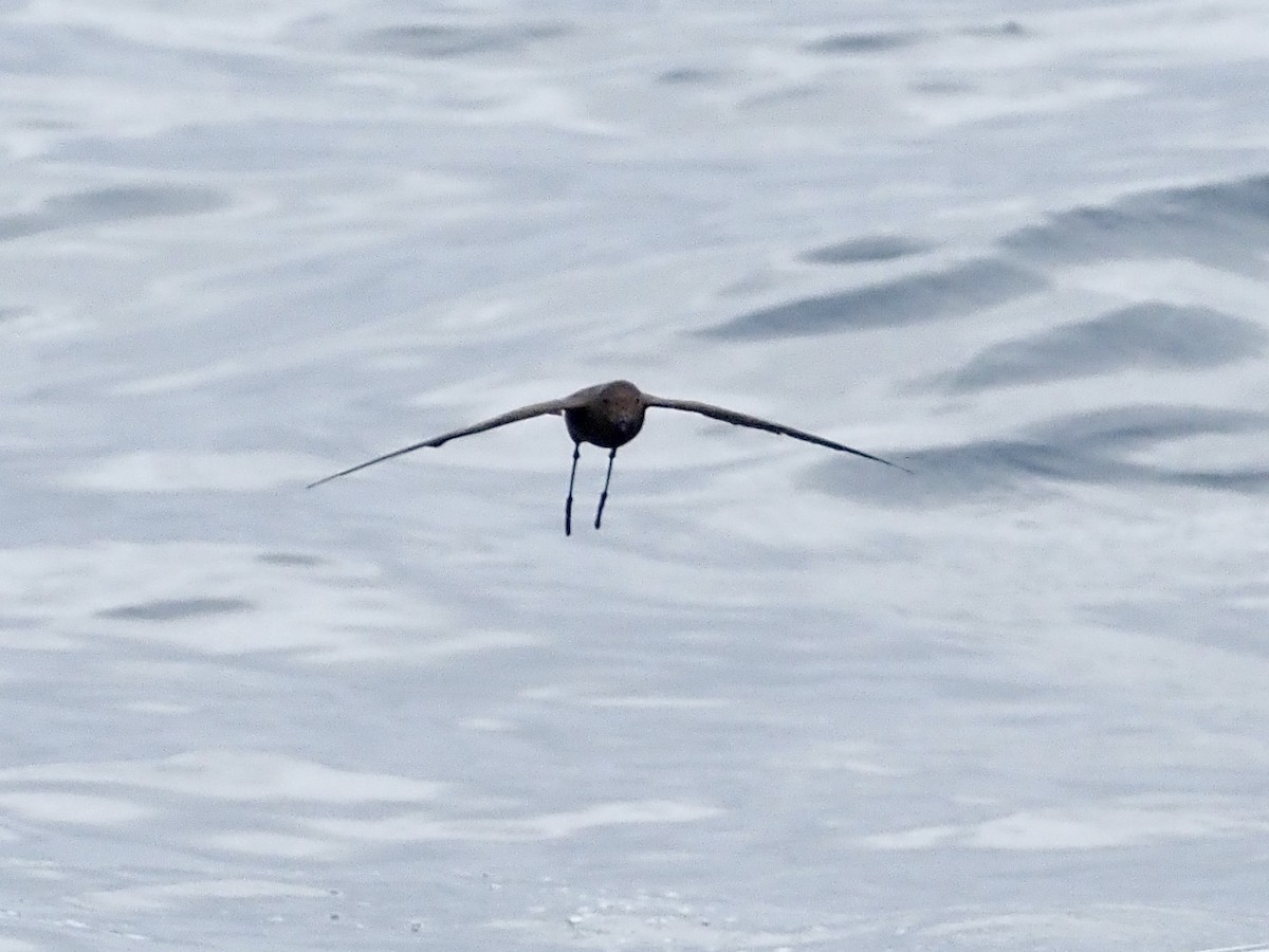 Wilson's Storm-Petrel - ML640393162