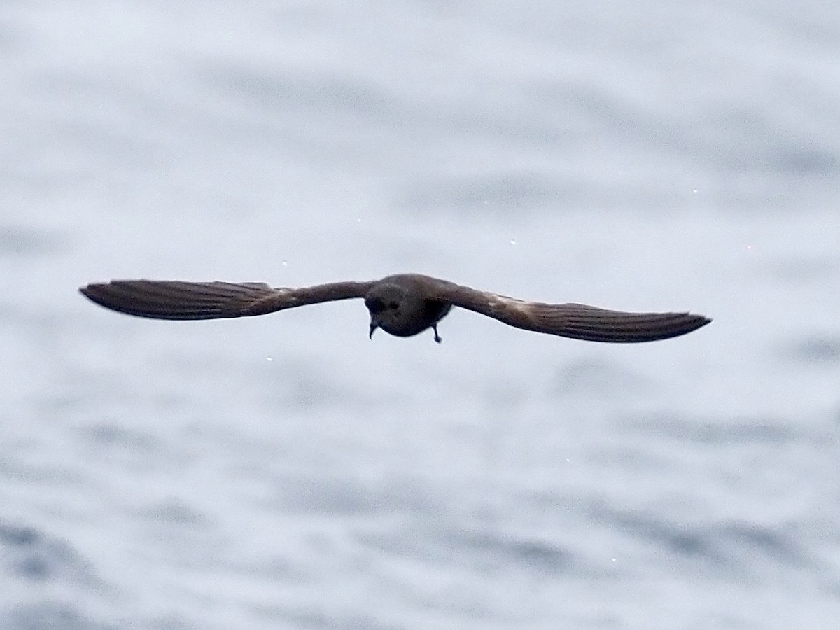 Wilson's Storm-Petrel - ML640393163