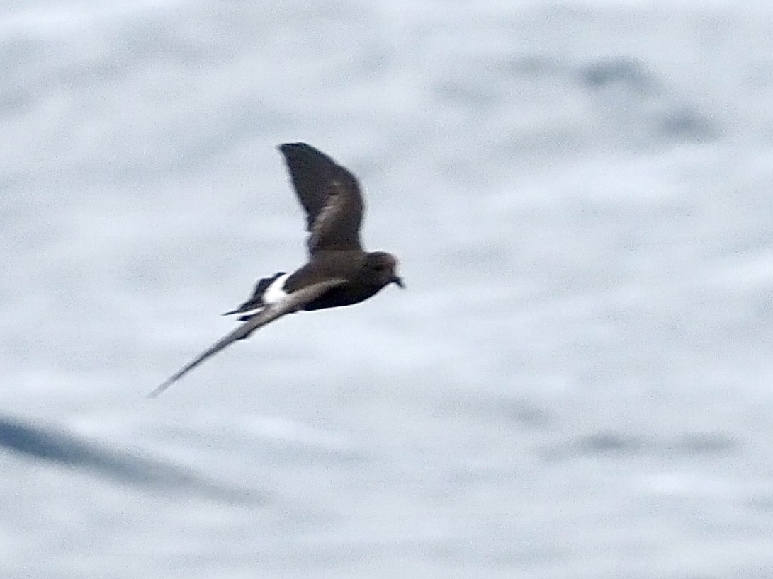 Wilson's Storm-Petrel - ML640393164