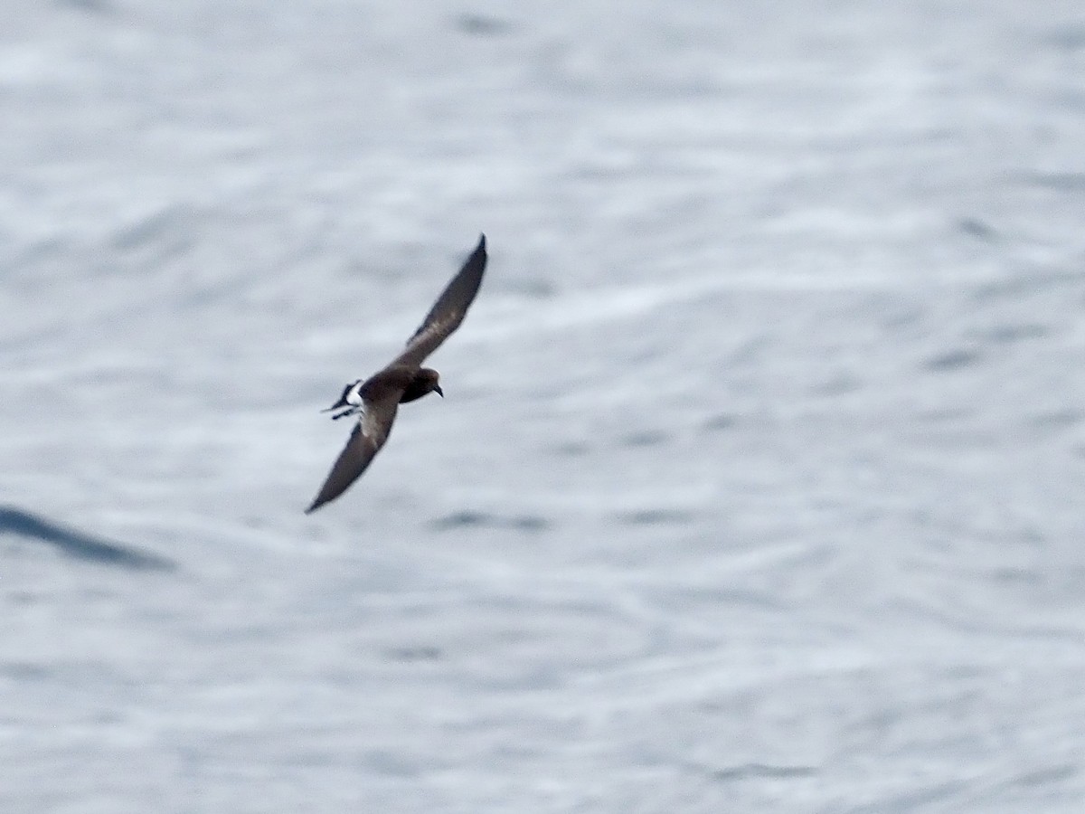 Wilson's Storm-Petrel - ML640393165