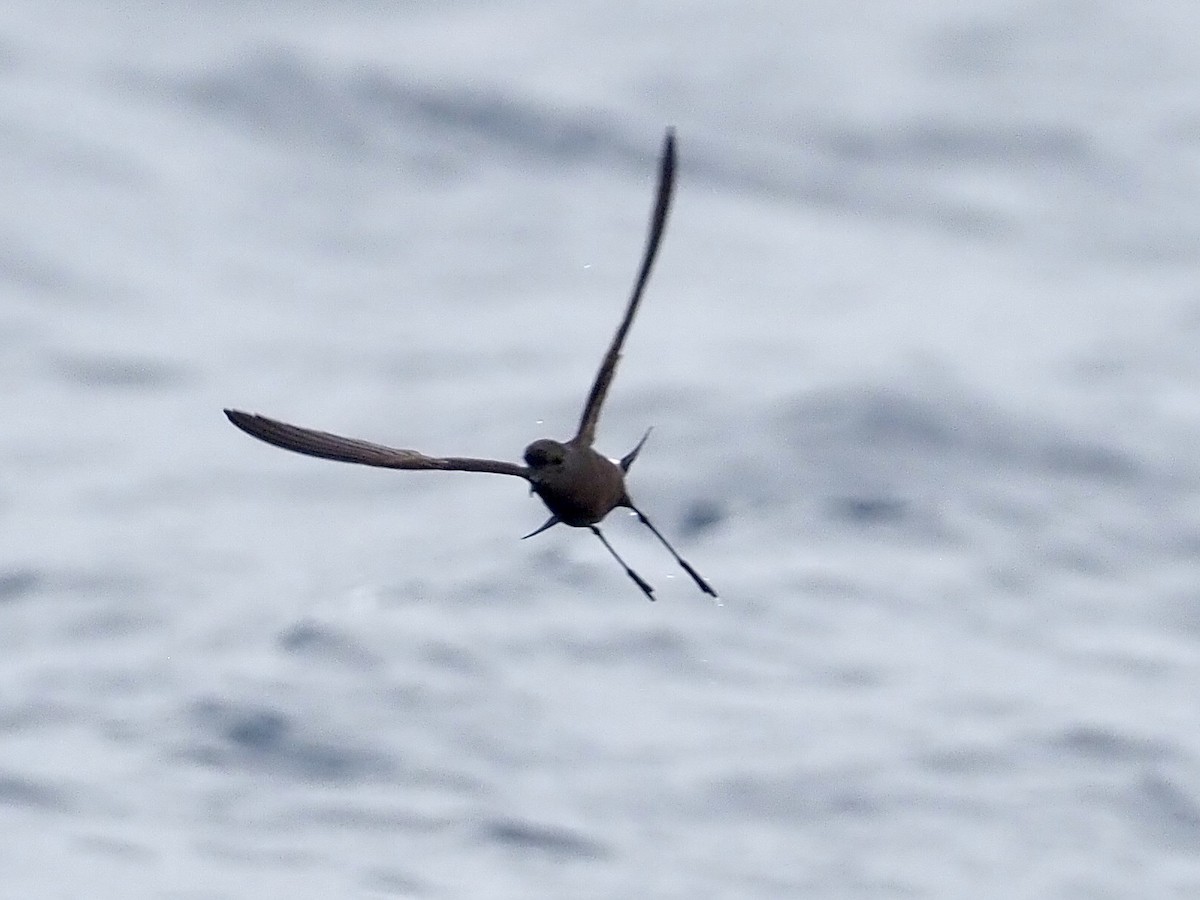 Wilson's Storm-Petrel - ML640393166