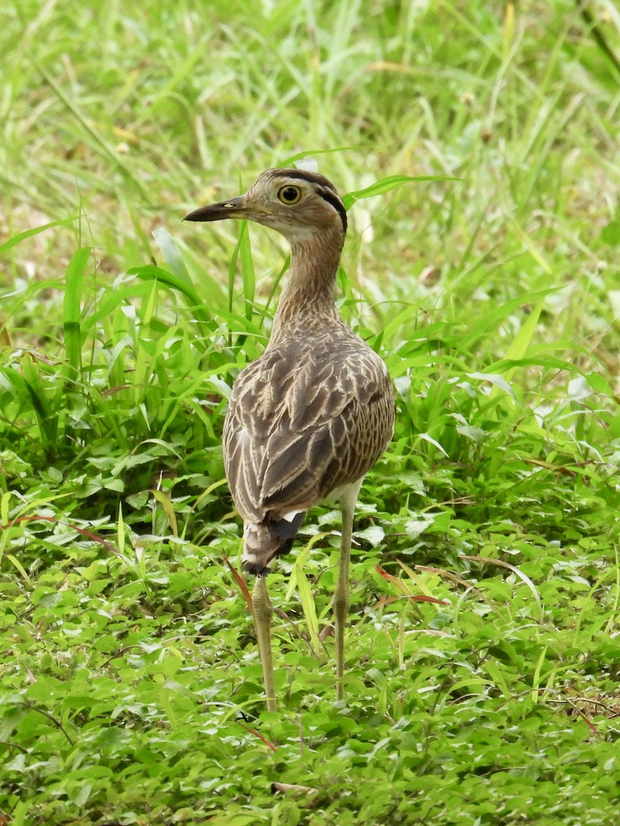 Double-striped Thick-knee - ML640393204
