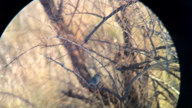 Gray Flycatcher - ML640393213
