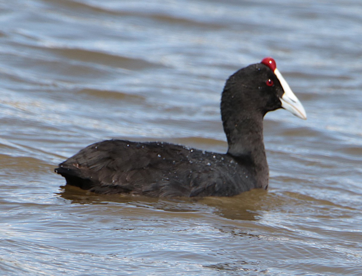 Red-knobbed Coot - ML640393283