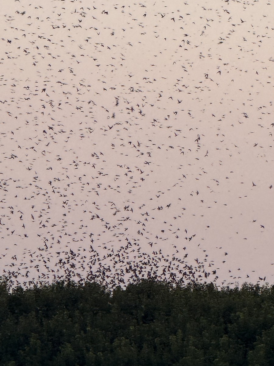 Purple Martin - ML640393315