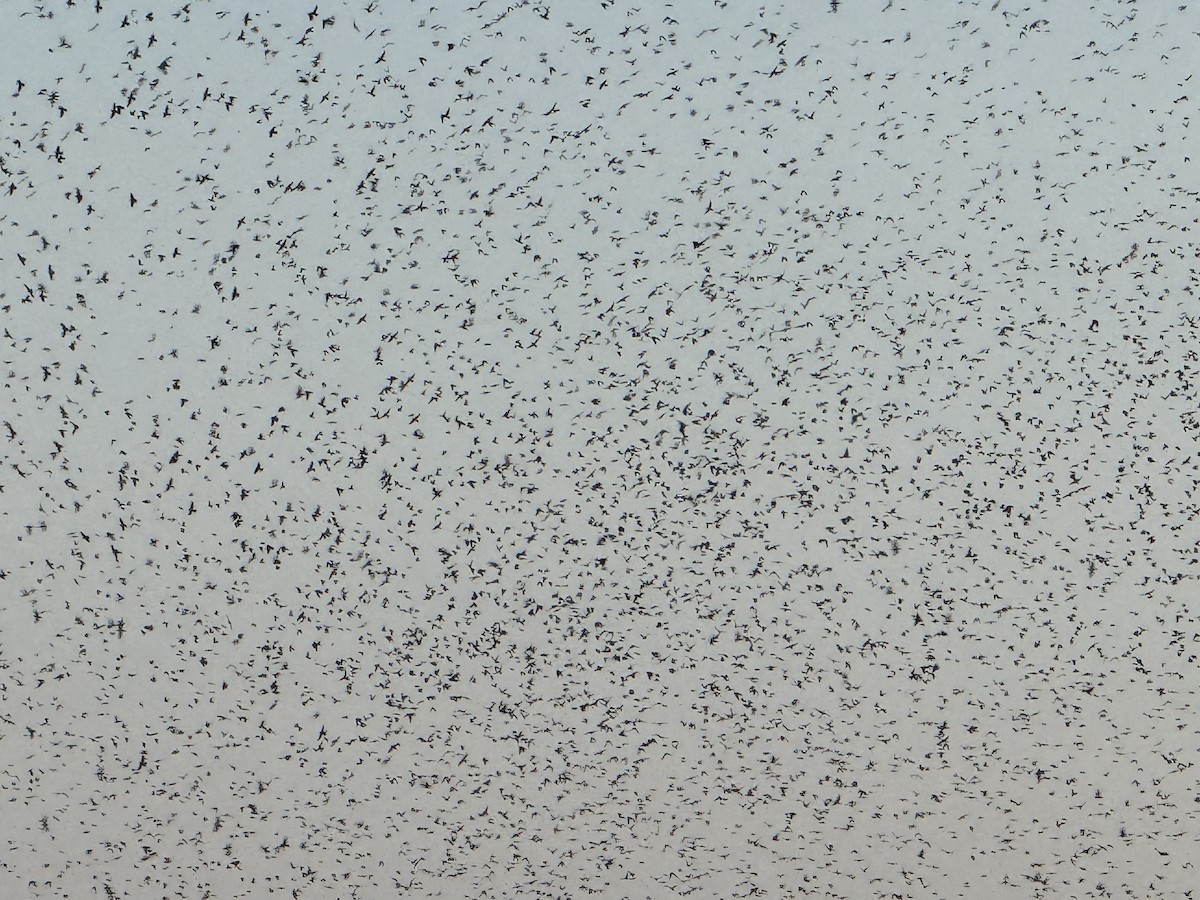 Purple Martin - ML640393316