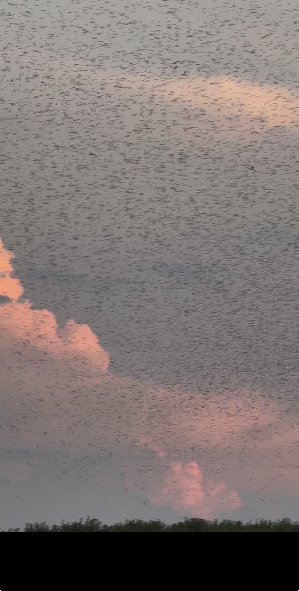 Purple Martin - ML640393317