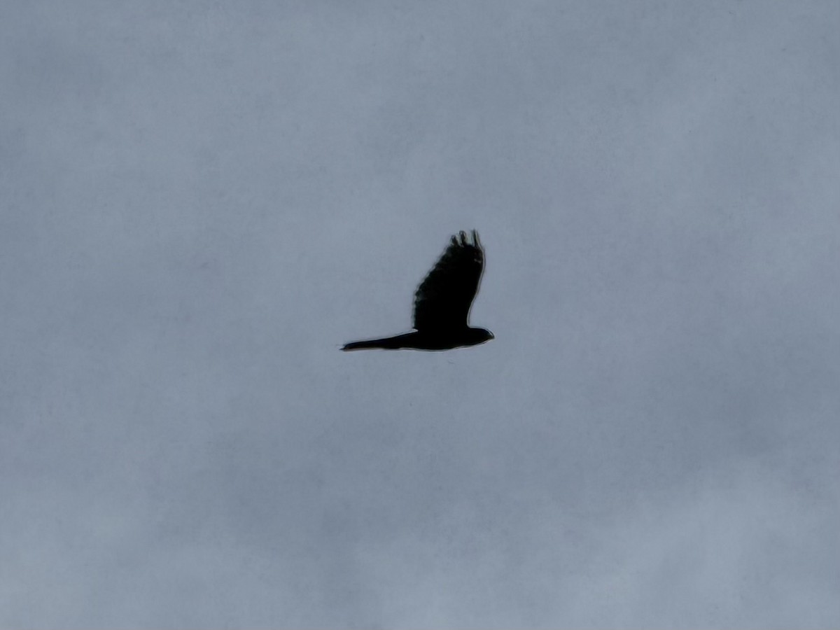 Cooper's Hawk - ML640393347