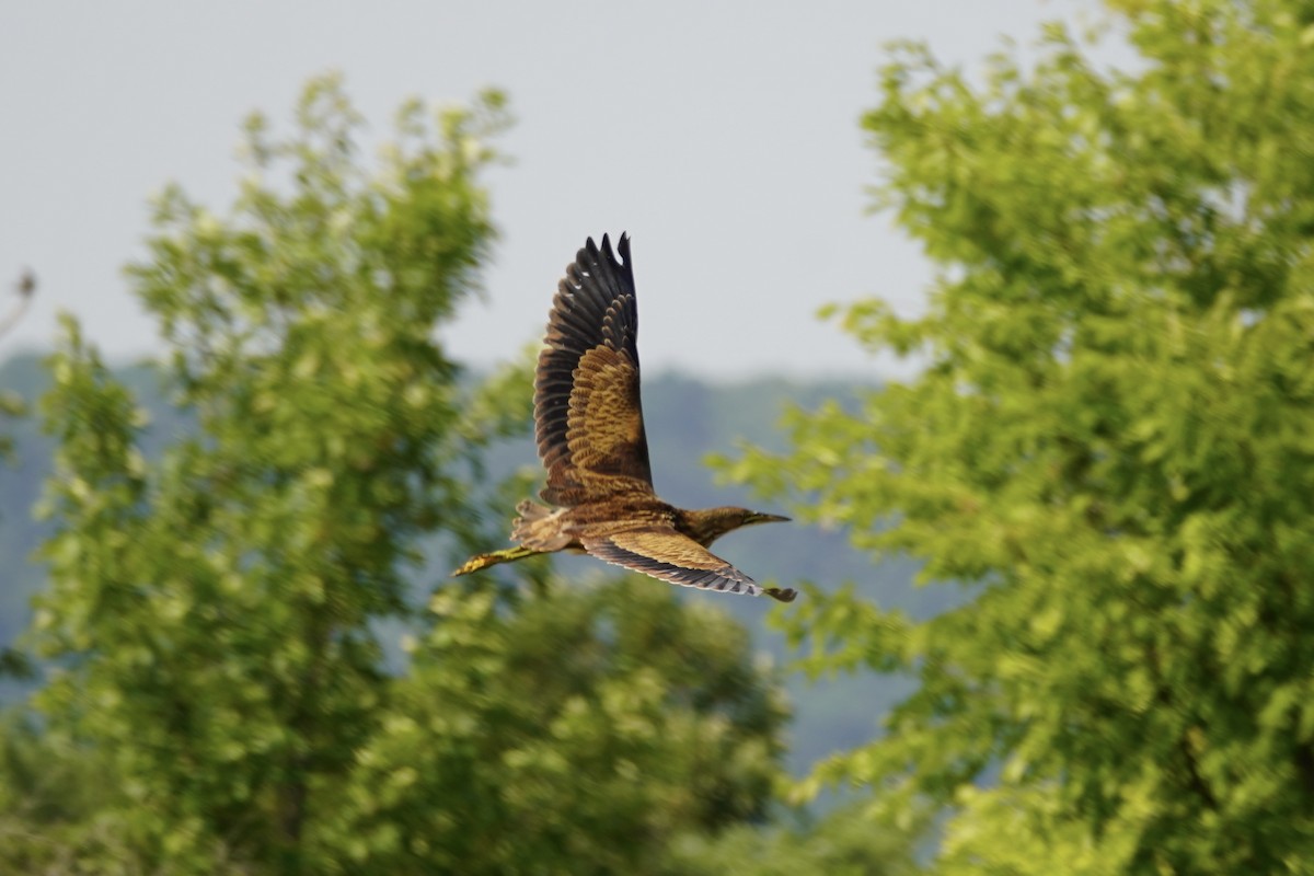 bukač severoamerický - ML640393395