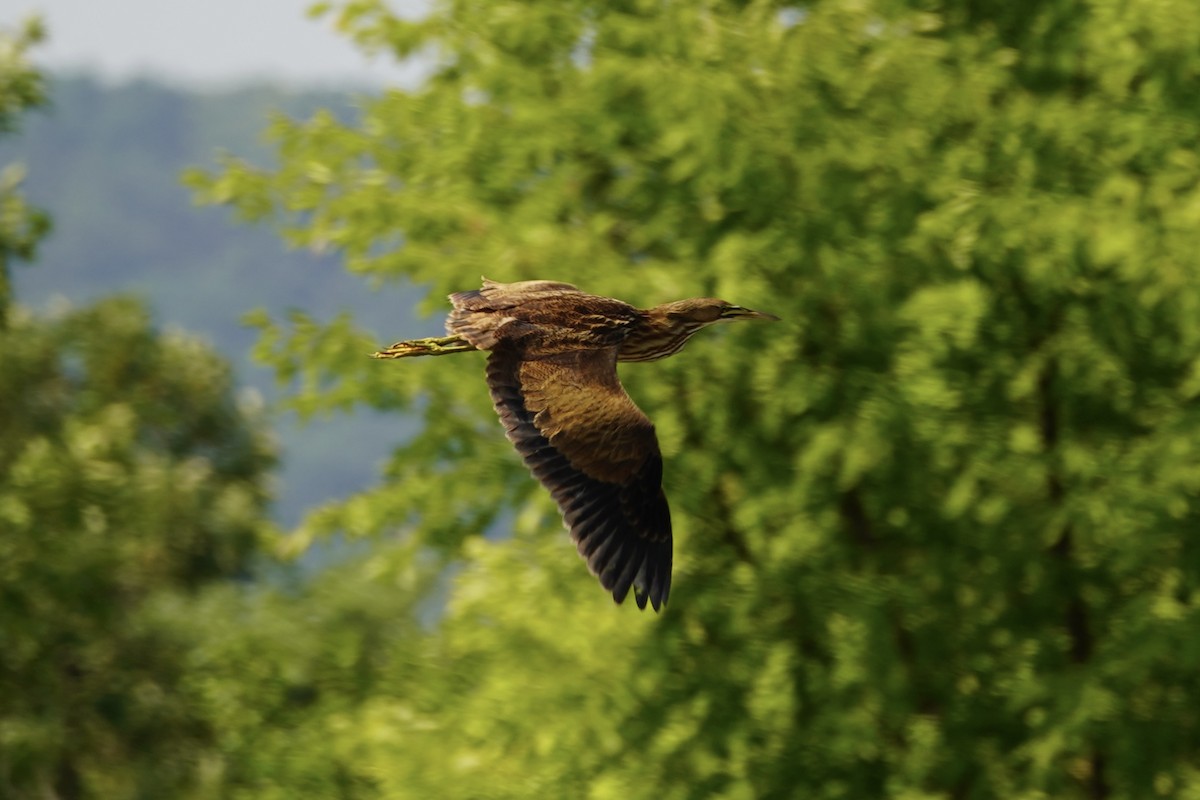 bukač severoamerický - ML640393396