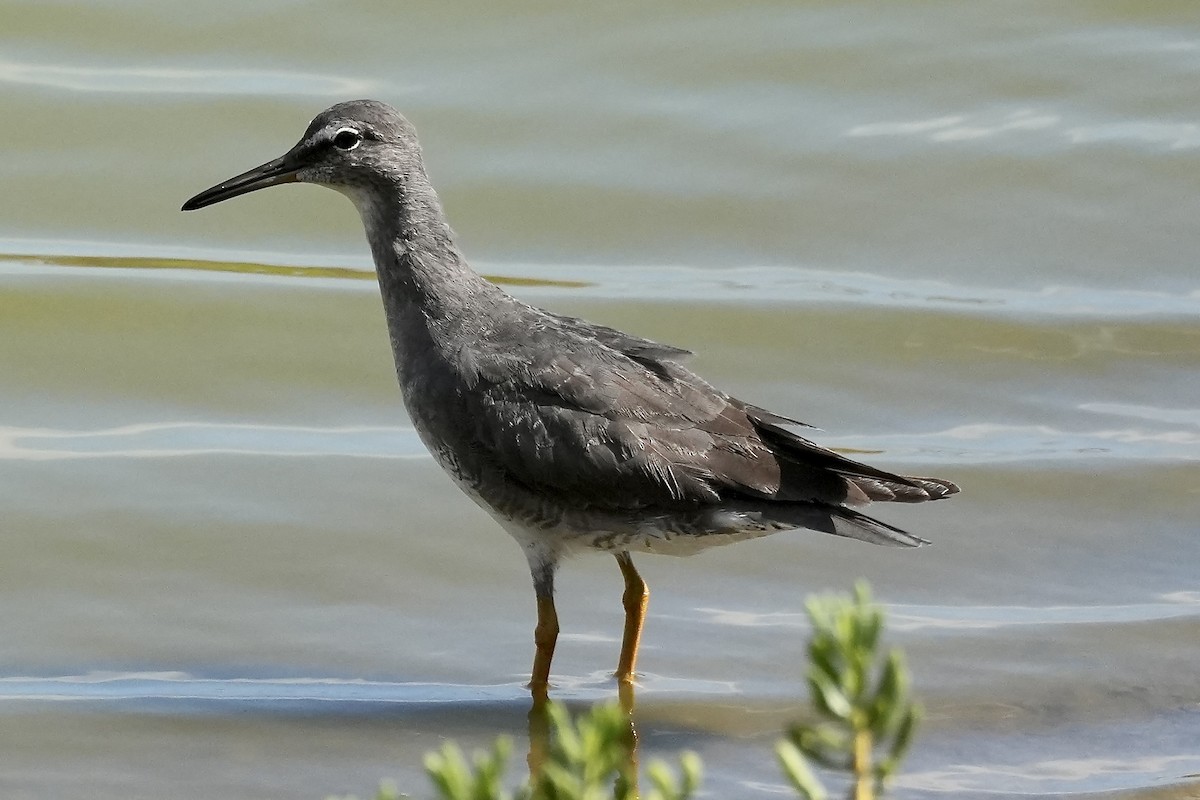 Wandering Tattler - ML640393416