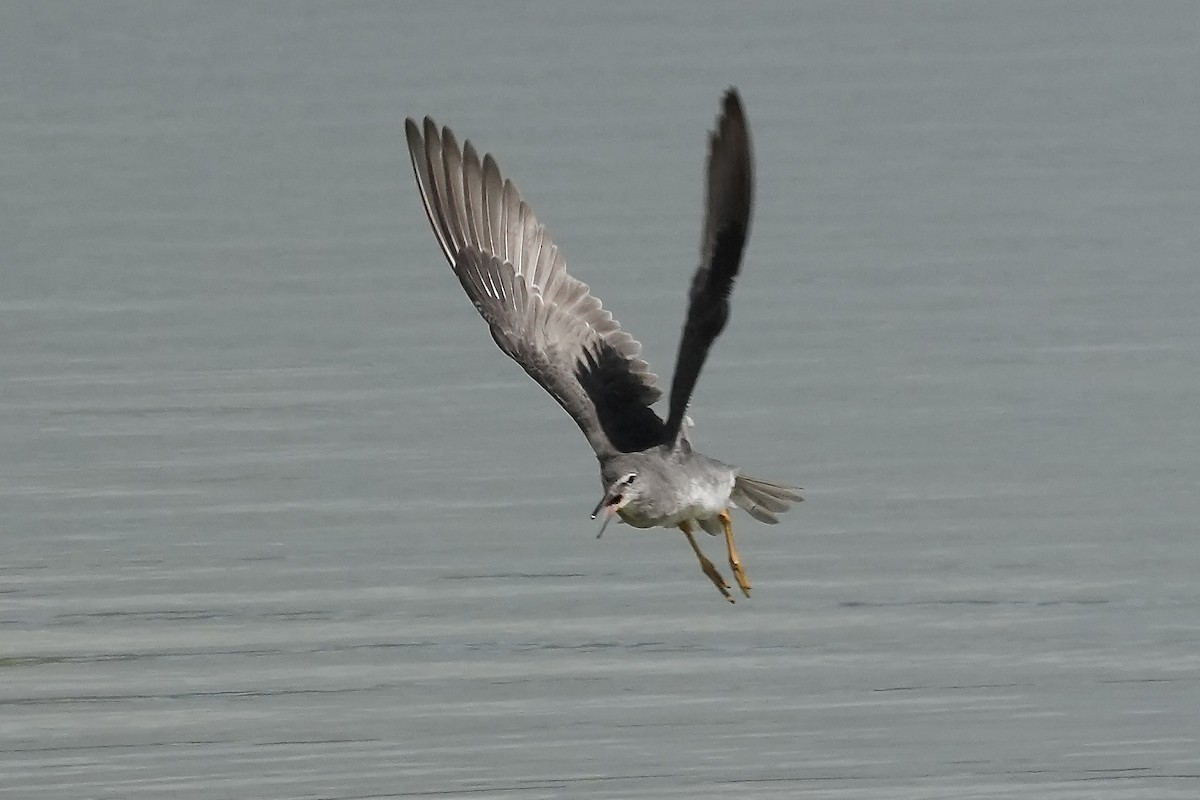 Wandering Tattler - ML640393418