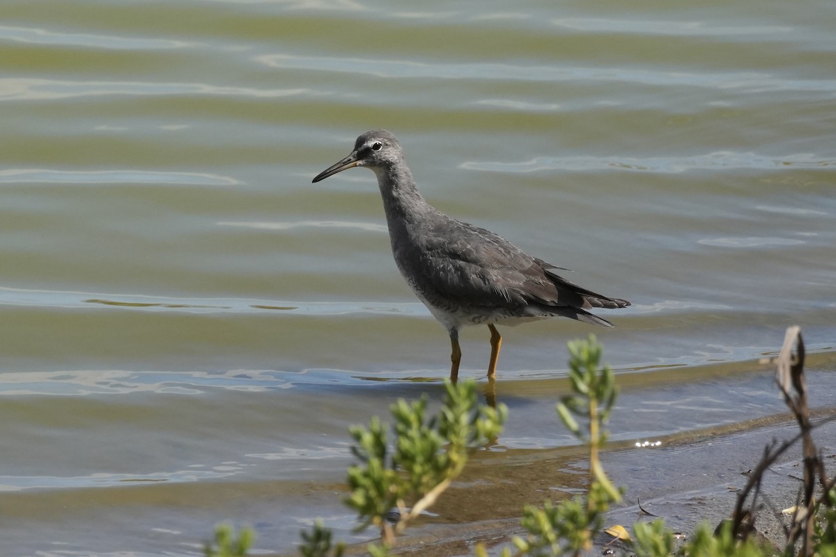 Wandering Tattler - ML640393421