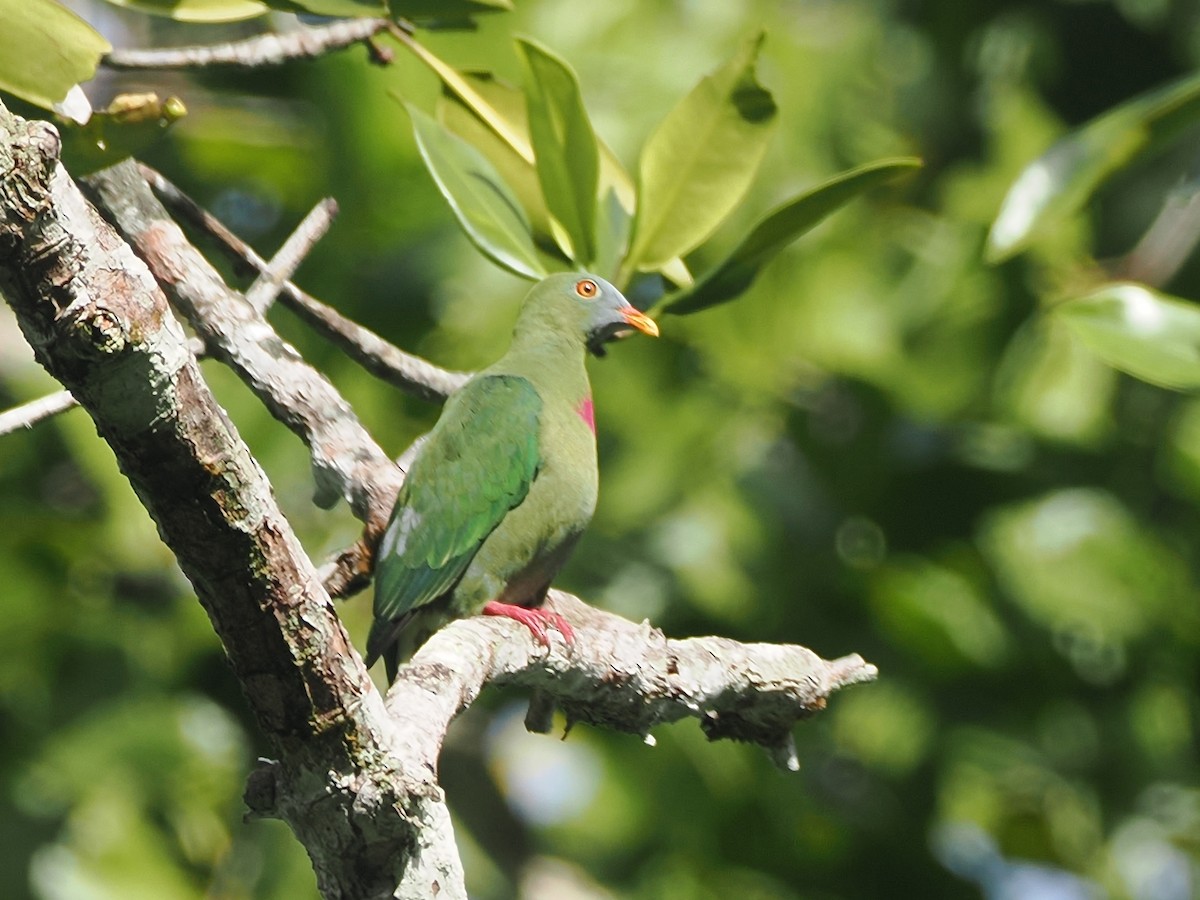 Claret-breasted Fruit-Dove - ML640393524