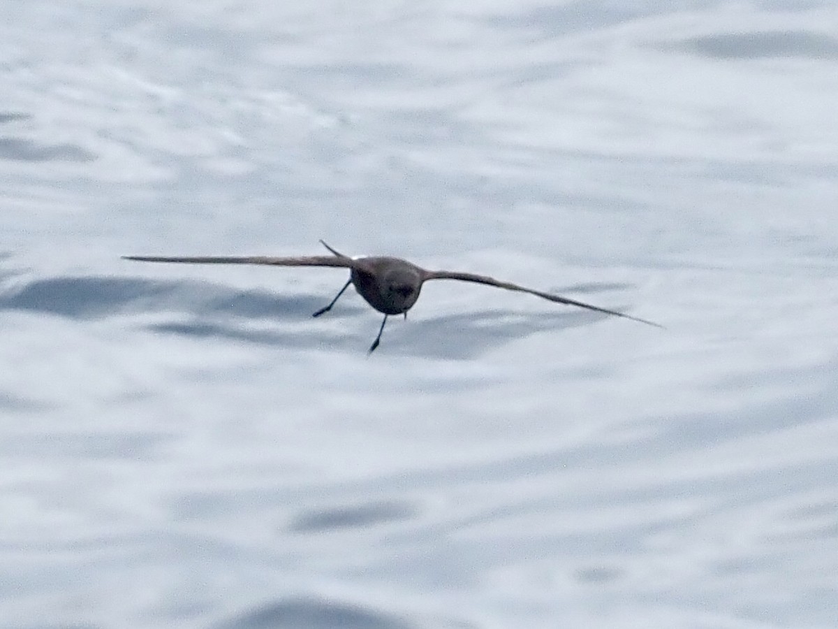 Wilson's Storm-Petrel - ML640393578