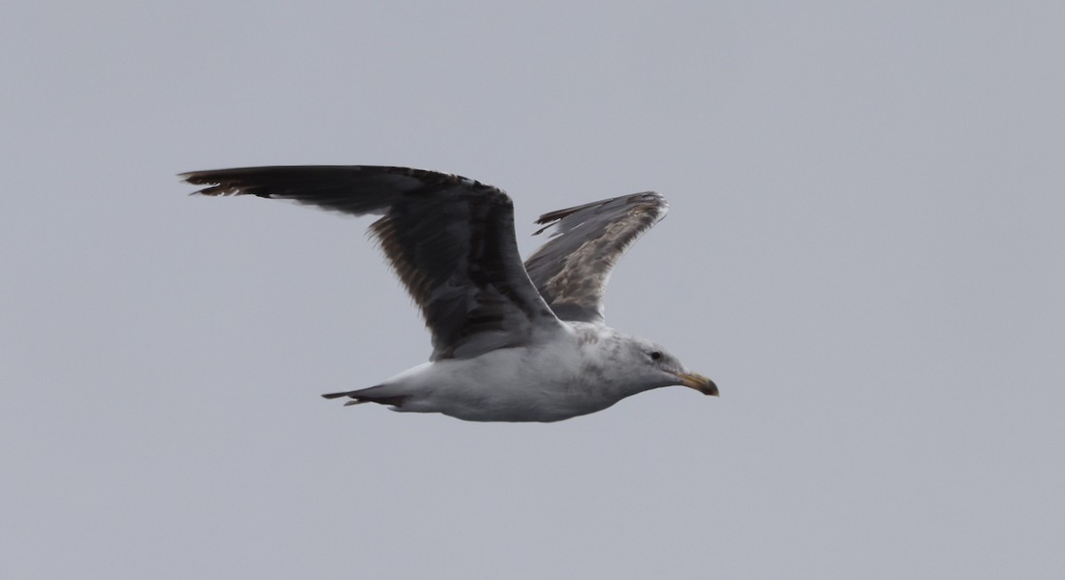Western Gull - ML640393629