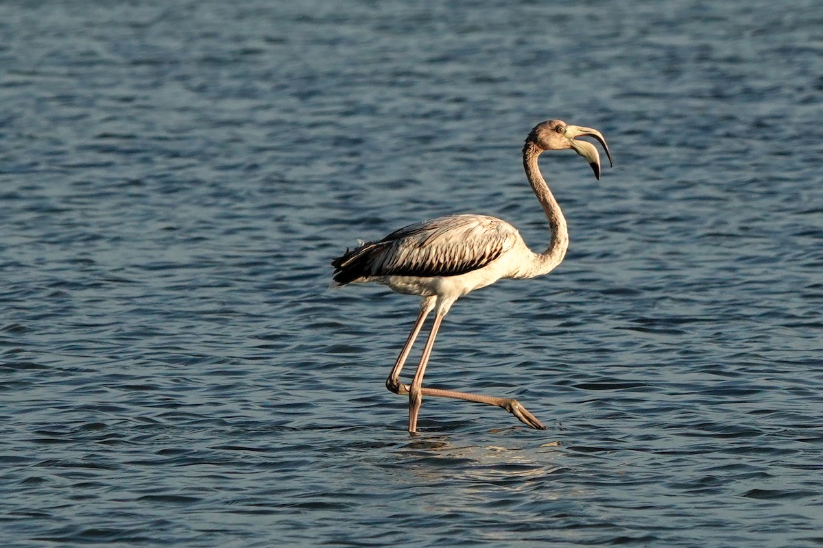American Flamingo - ML640393672