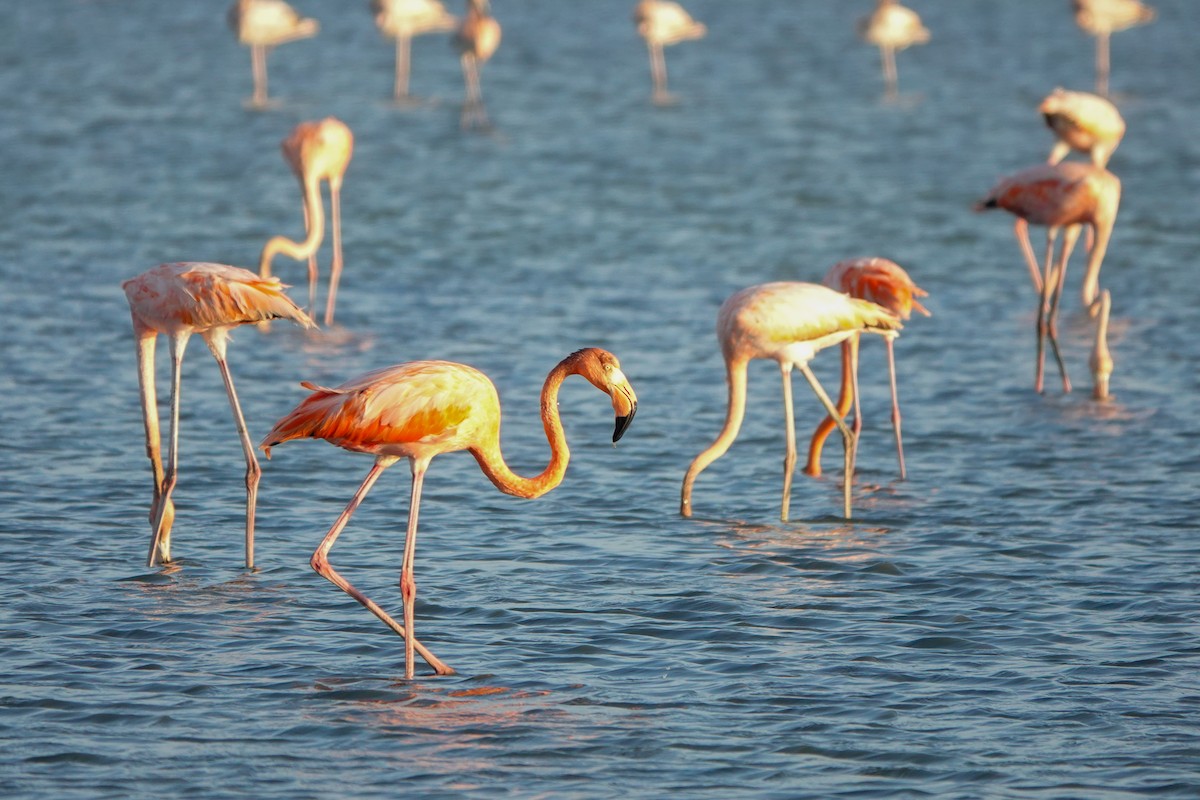 American Flamingo - ML640393673