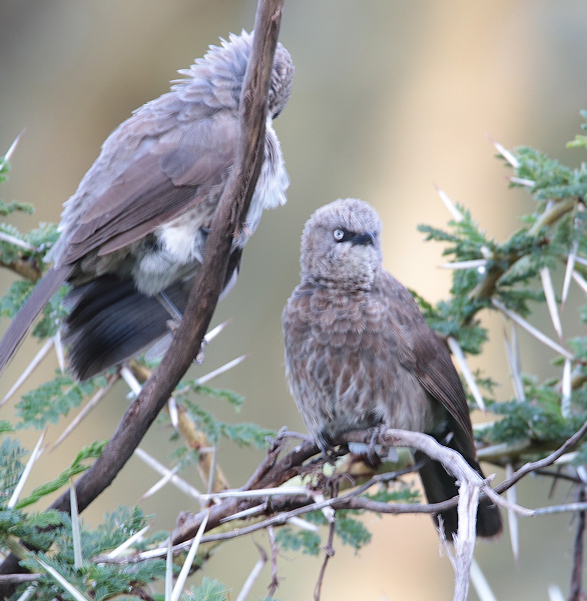 Northern Pied-Babbler - ML640393691
