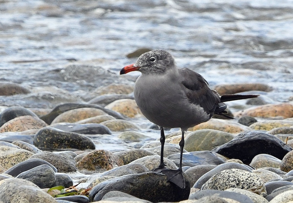 Heermann's Gull - ML640393710