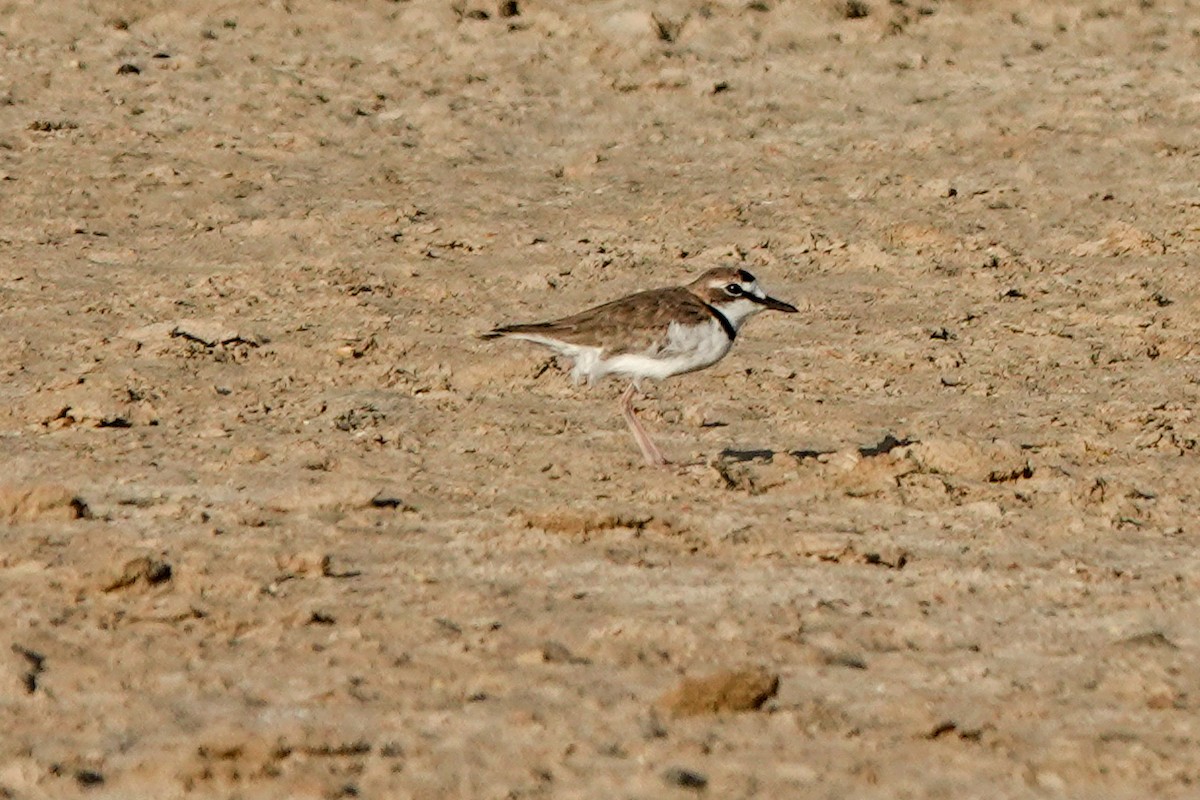 Collared Plover - ML640393739