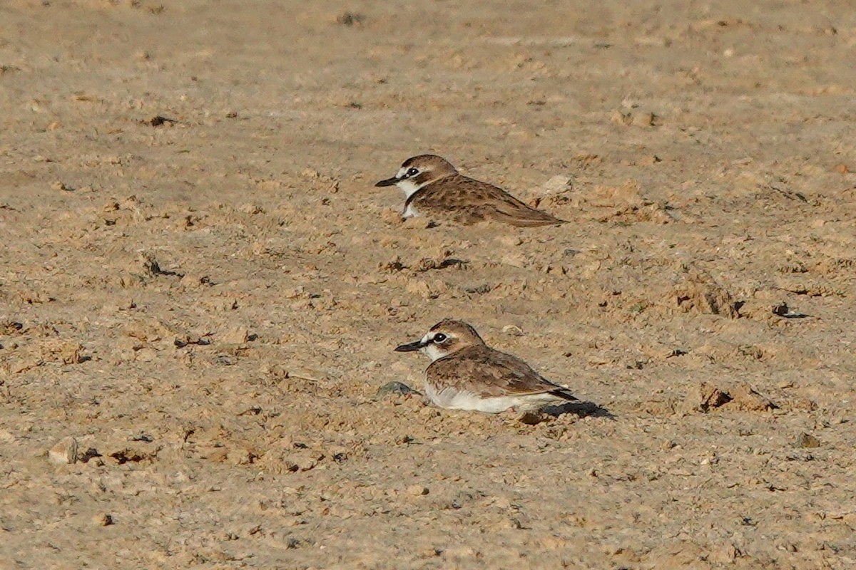 Collared Plover - ML640393740