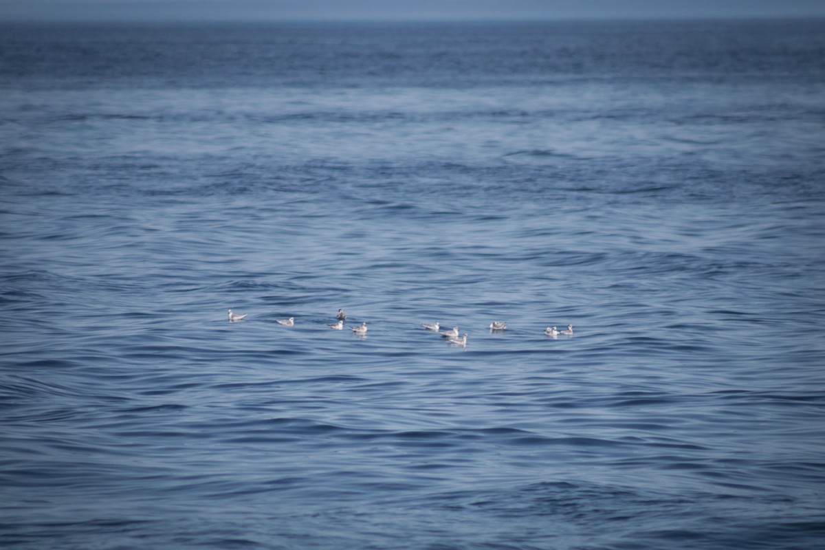 Red Phalarope - ML640393751
