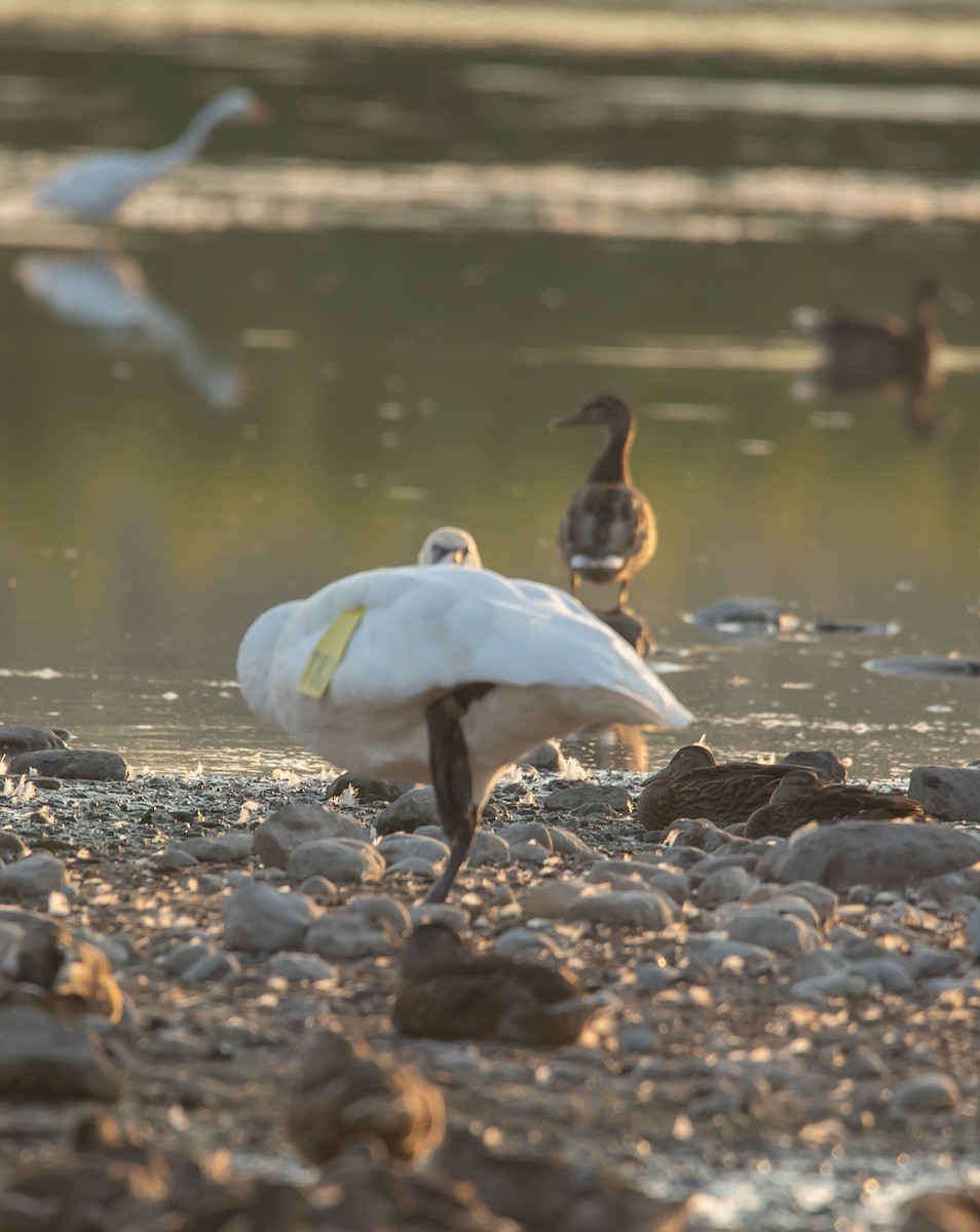 Trumpeter Swan - ML640393780