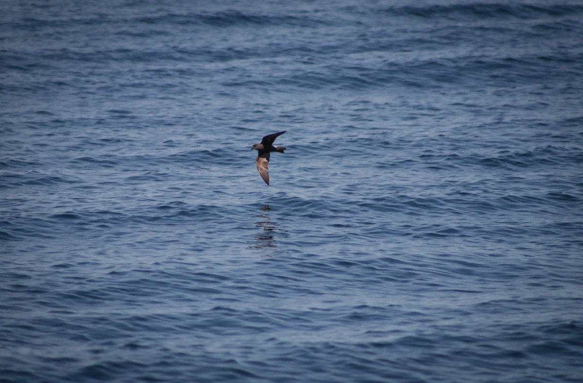 Wilson's Storm-Petrel - ML640393825