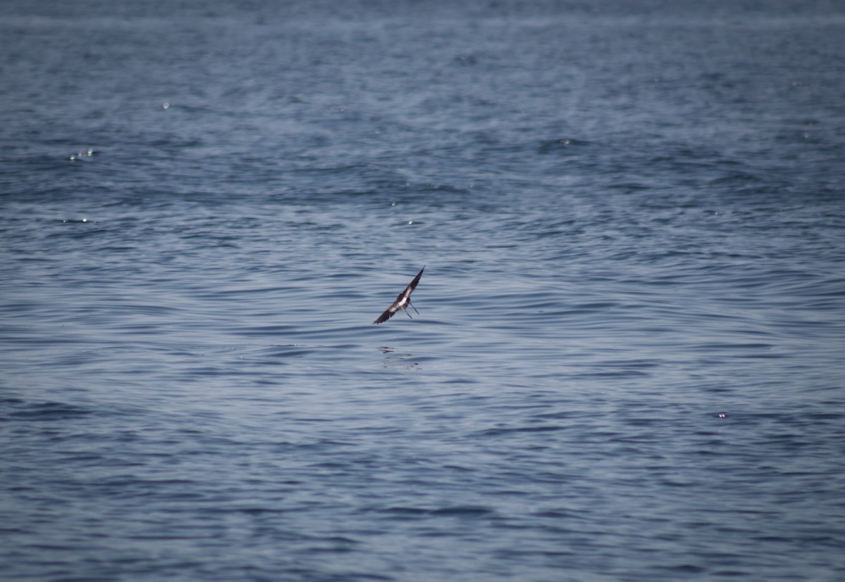 Wilson's Storm-Petrel - ML640393826