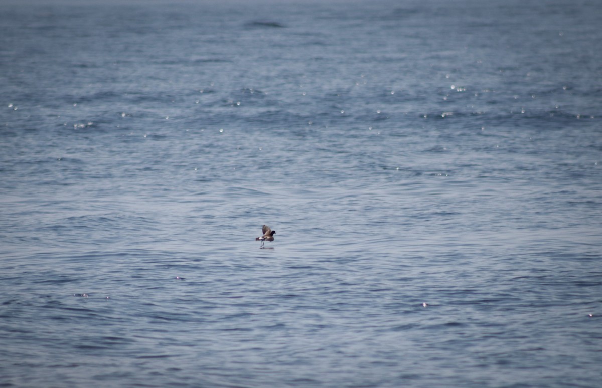 Wilson's Storm-Petrel - ML640393827