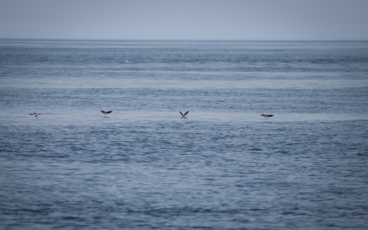 Wilson's Storm-Petrel - ML640393828