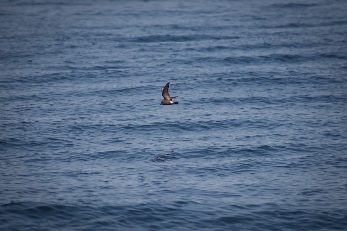 Wilson's Storm-Petrel - ML640393829