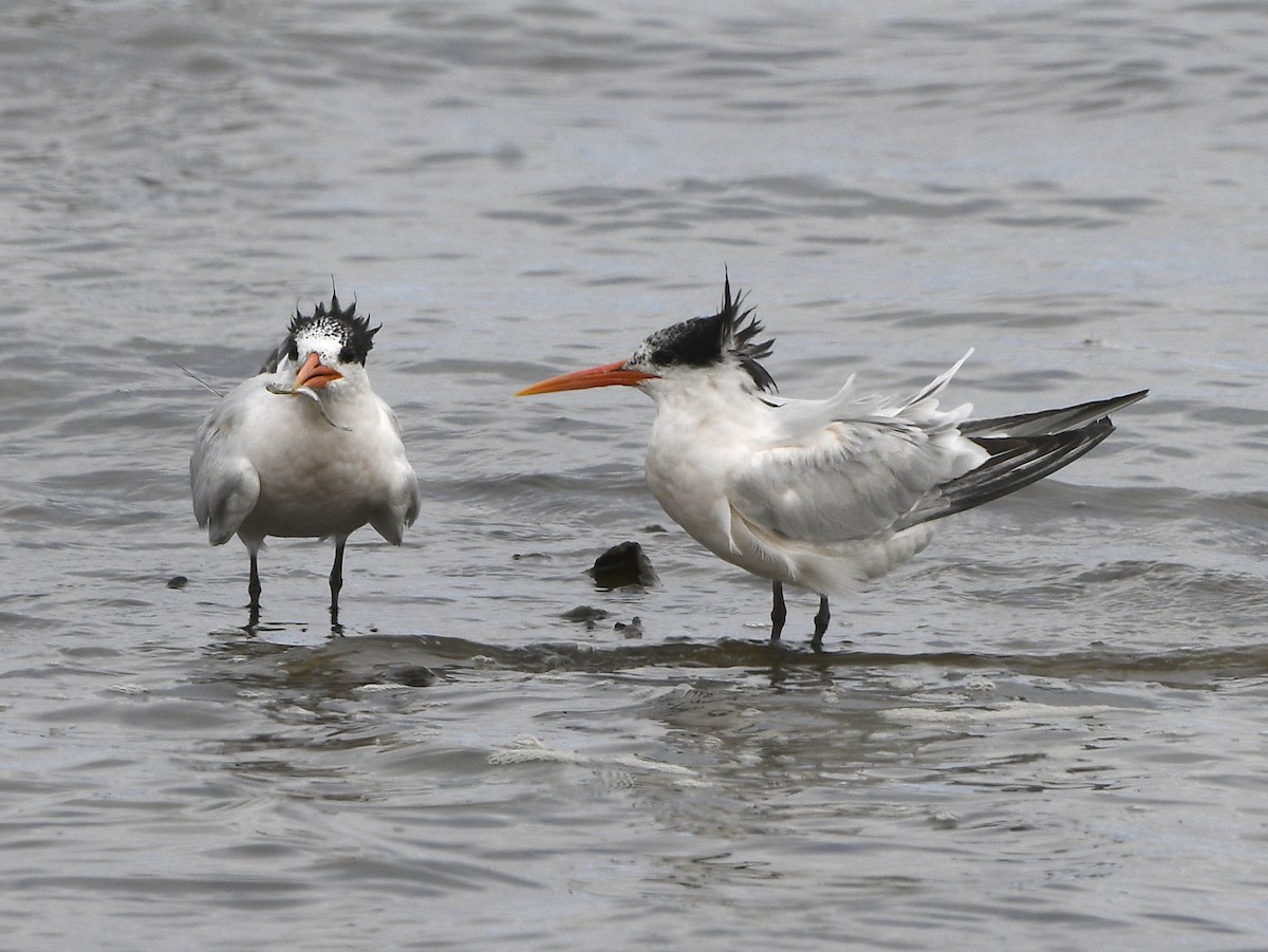 Elegant Tern - ML640393833