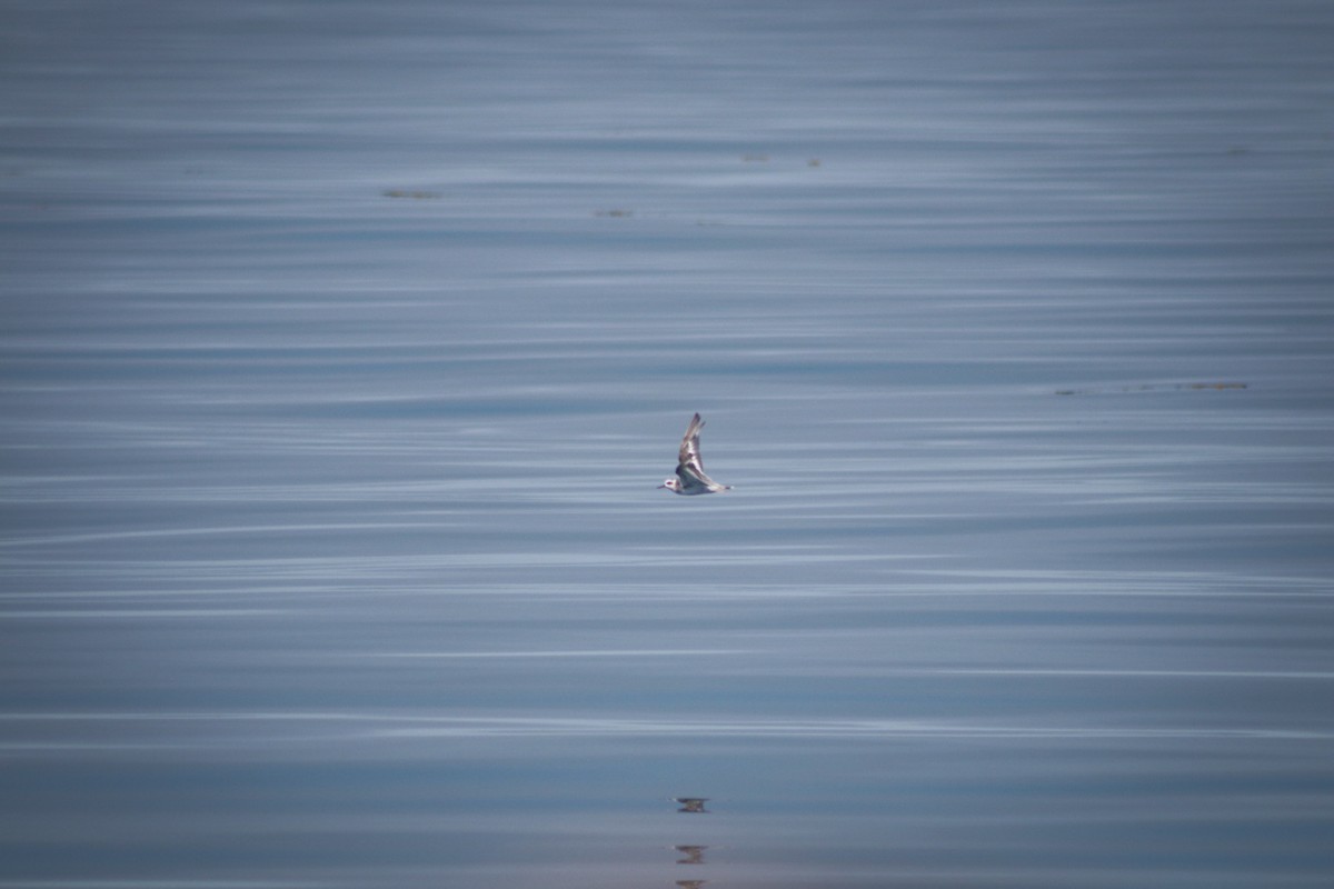 Red Phalarope - ML640393887