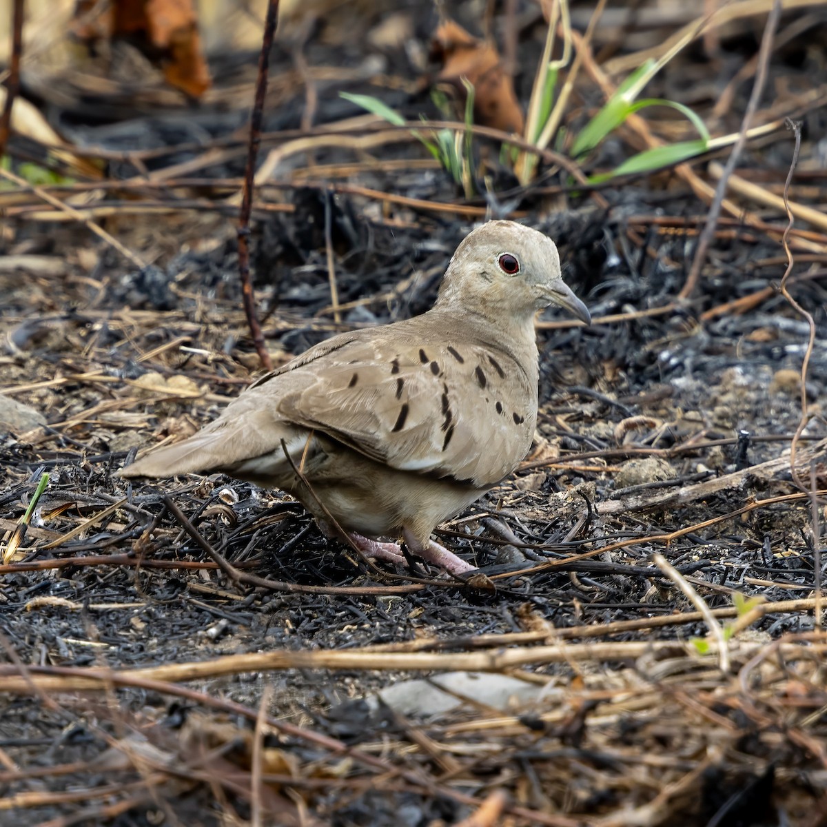 Ecuadorian Ground Dove - ML640393902