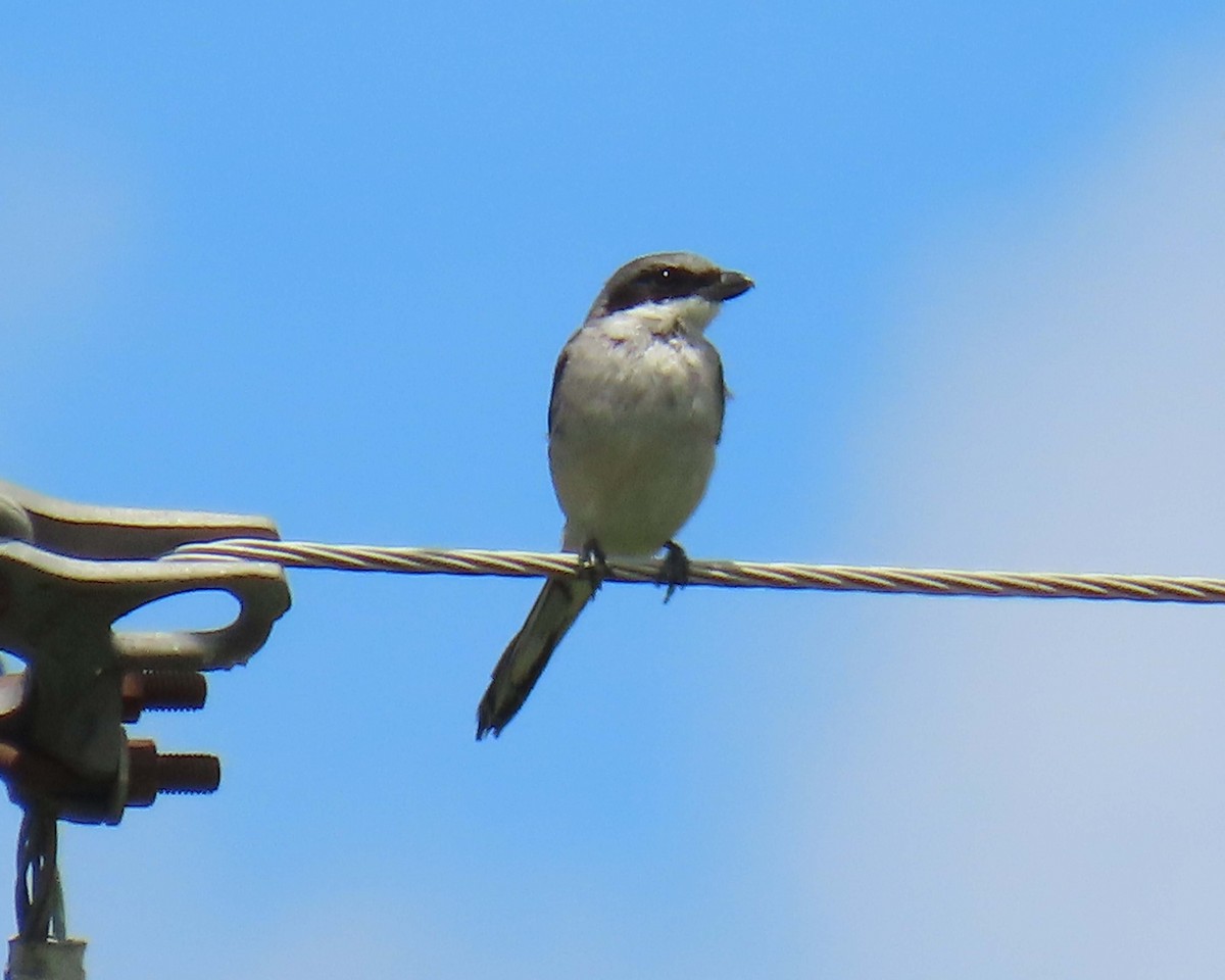 Loggerhead Shrike - ML640393922