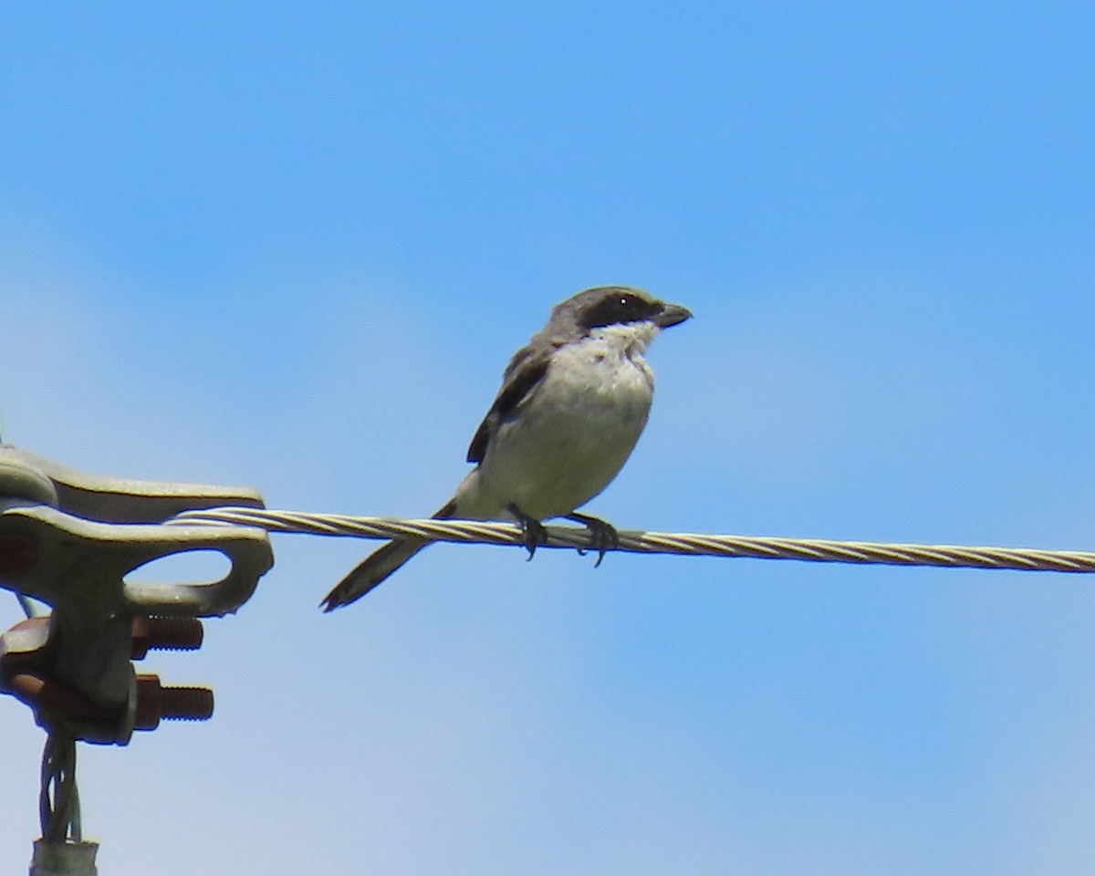 Loggerhead Shrike - ML640393923