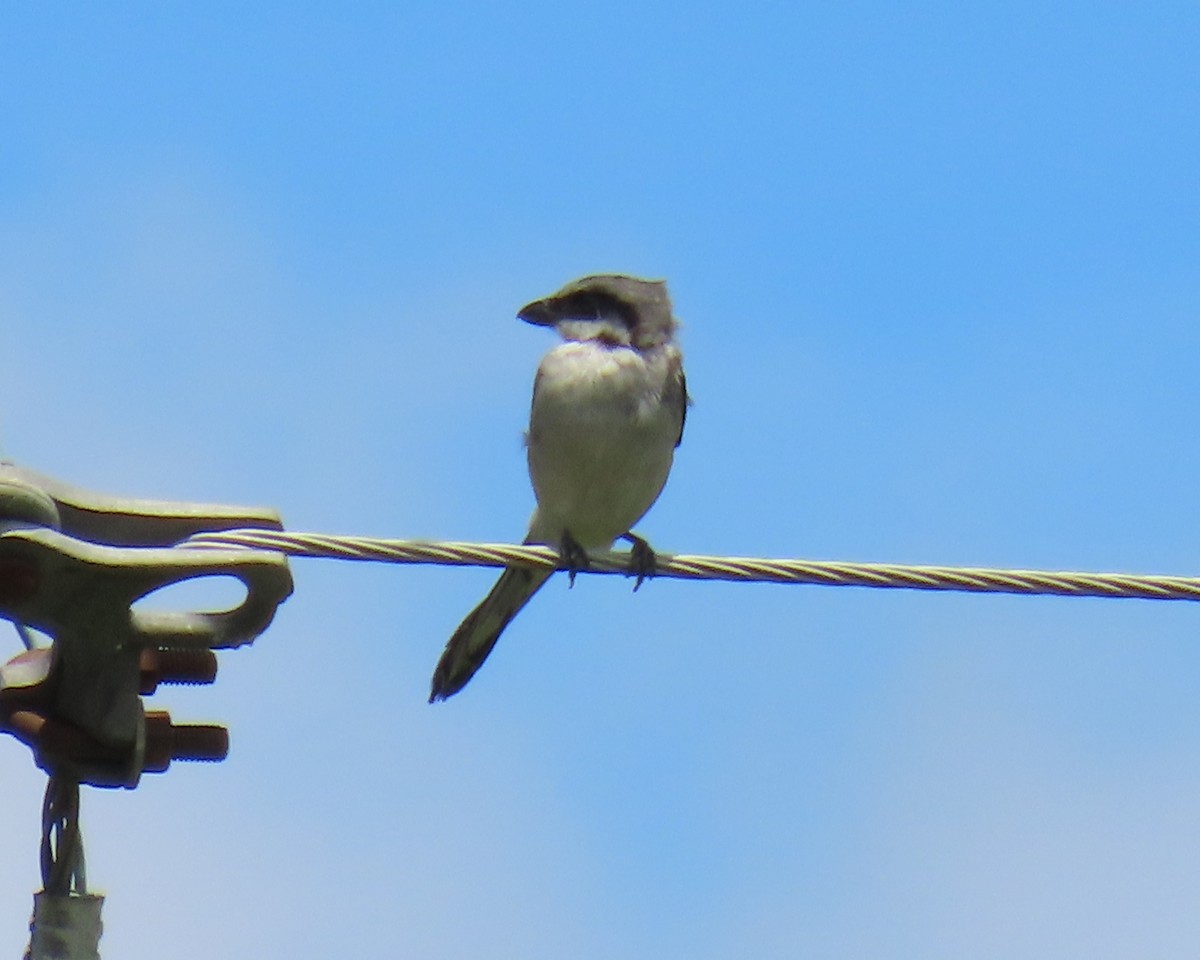 Loggerhead Shrike - ML640393924