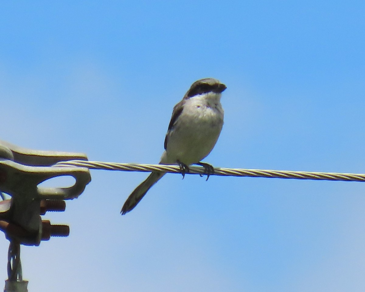 Loggerhead Shrike - ML640393928